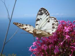 Primavera Alghero